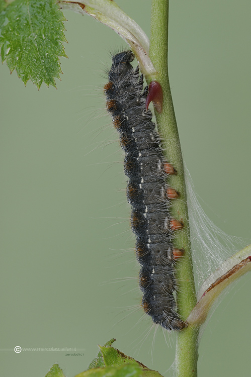 richiesta ID - larva di Eriogaster (Eriogaster) lanestris